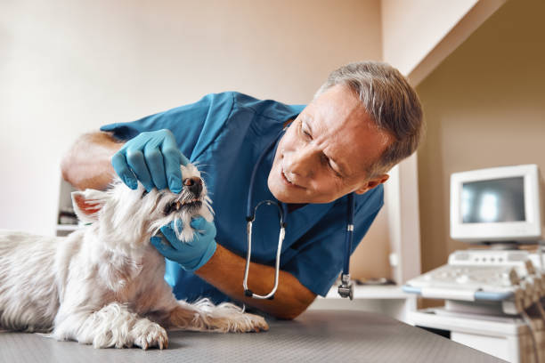 Best Dental Abscess Treatment in Brookville, NY
